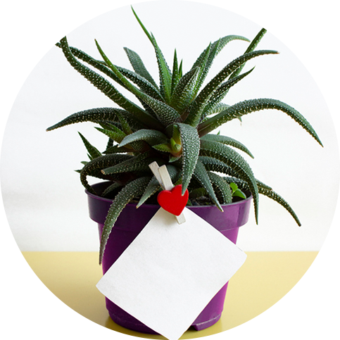 plants and card